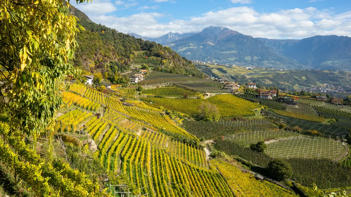 South Tyrol, Vineyards, Merano