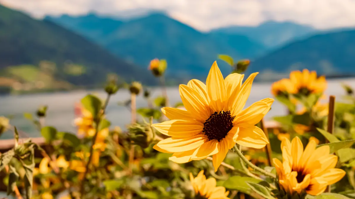 Alpine Flowers