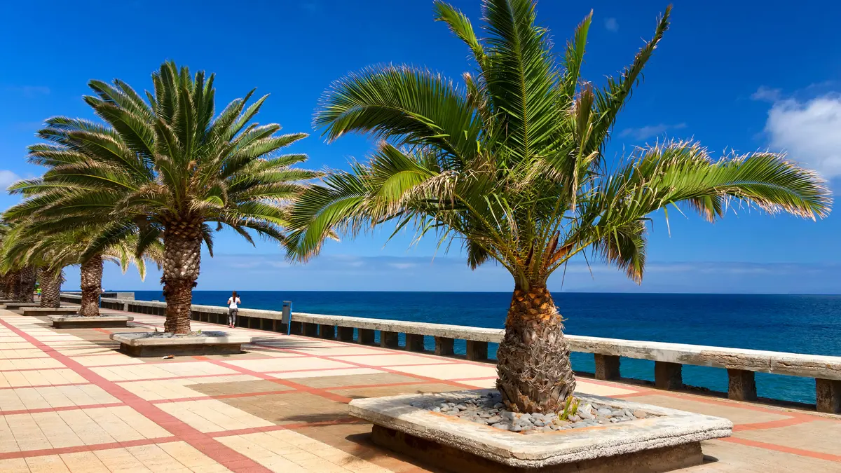 Madeira Palm Tree