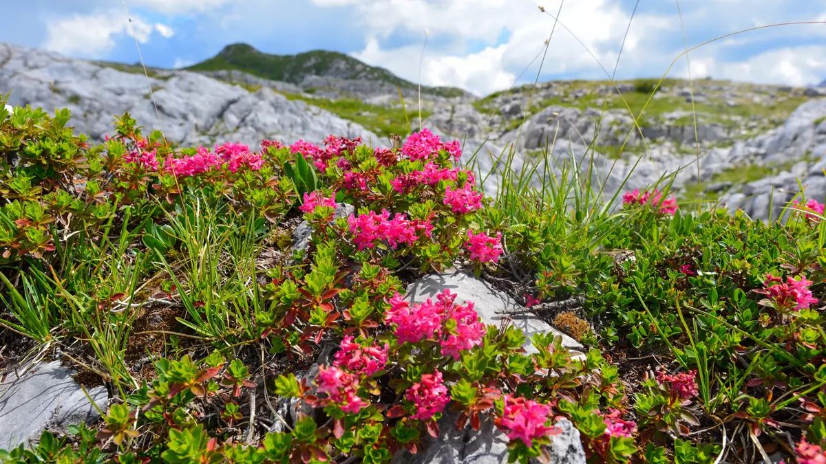 Alpine Rose