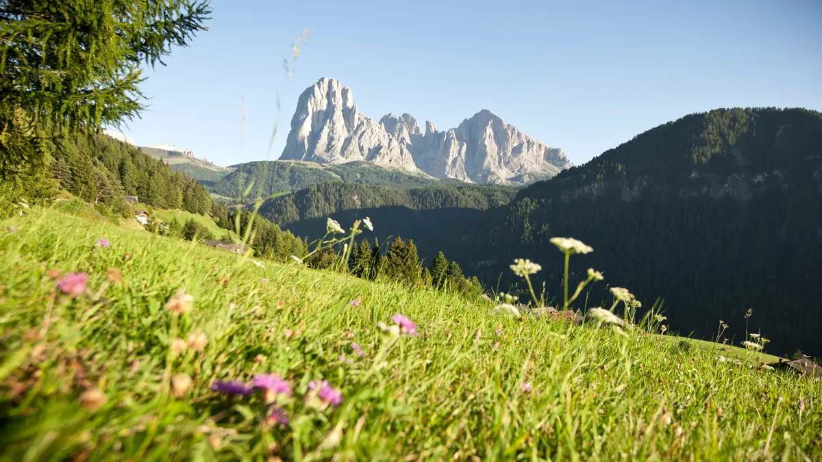 Wildflowers and mountain views Ortisei 