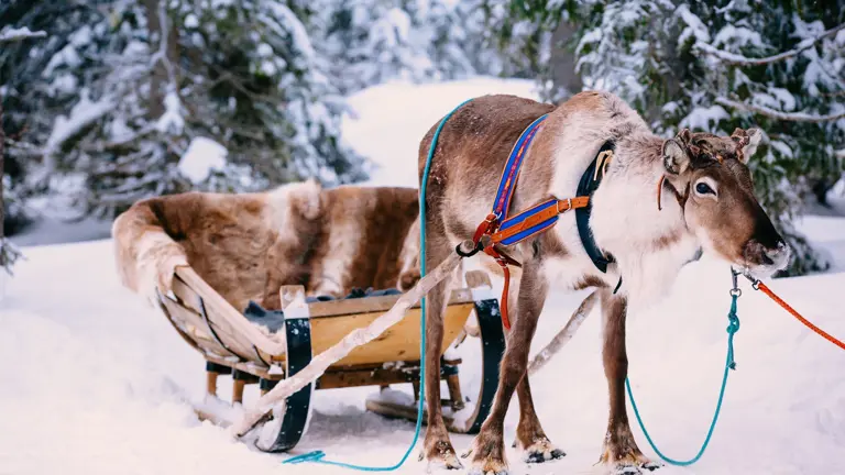 Lapland Excursion Reindeer 4