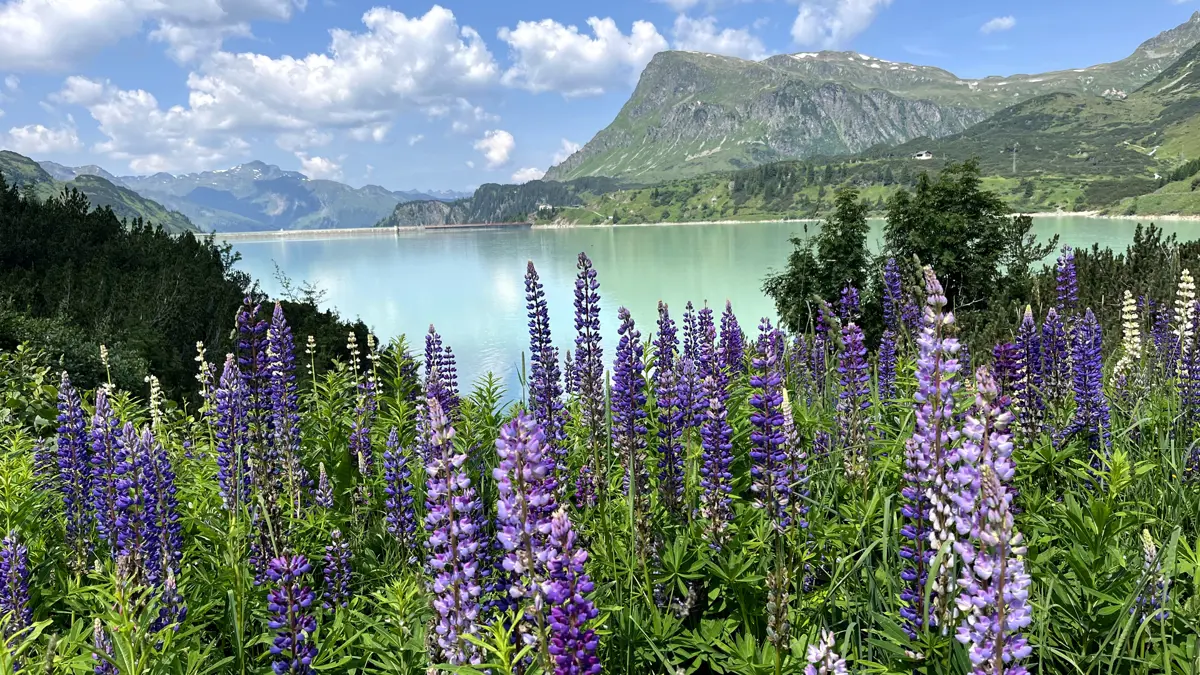 Ischgl Kops Reservoir Flowers.Heic