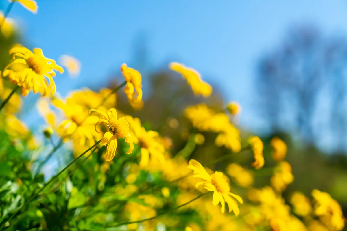 Flowers