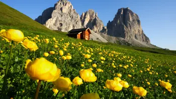 Small wooden hut surrounded by green grass and yellow wildflowers in Canazei, with a rugged mountain peak rising in the background under a clear sky.