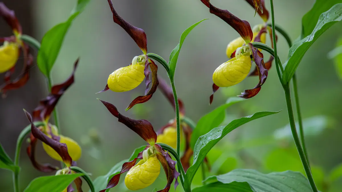 Lady S Slipper Orchid
