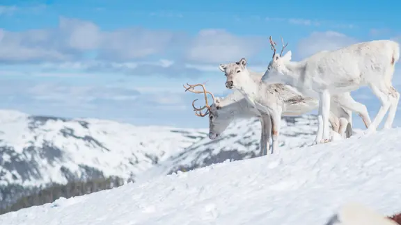 Lapland Yllas Elk