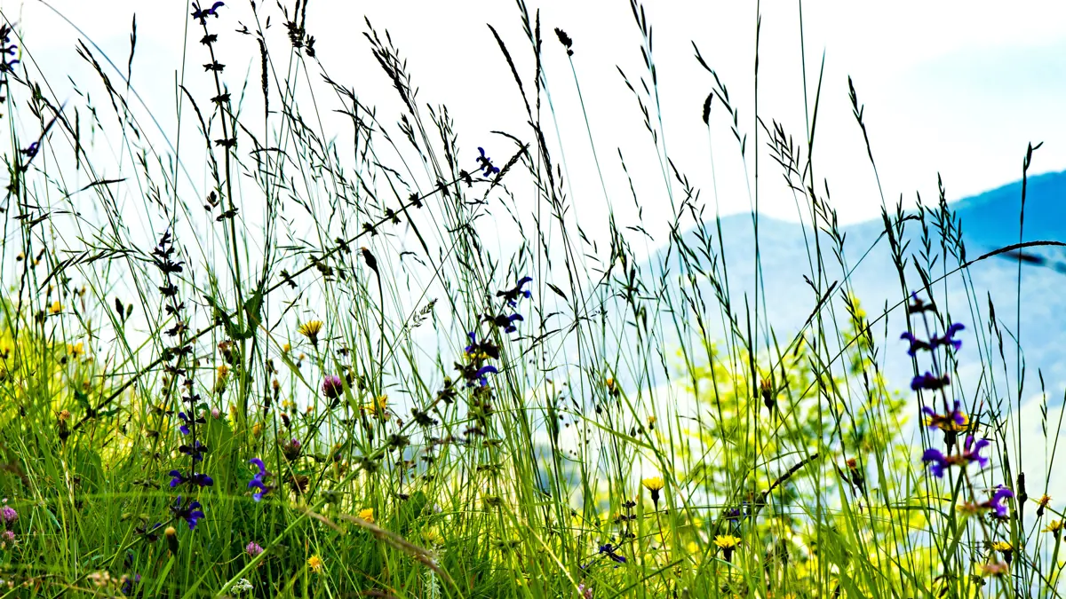 Alpine Flora