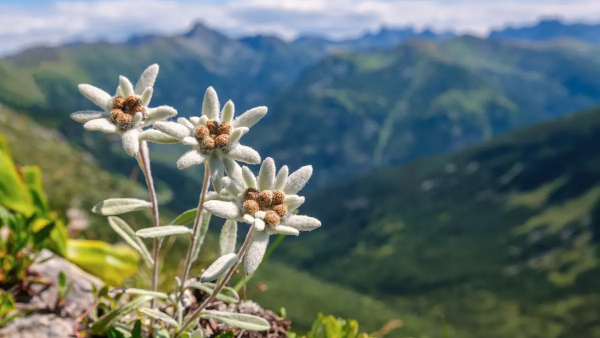 Edelweiss