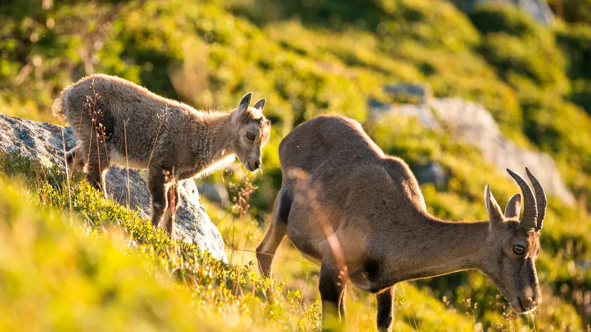 Ibex In Switzerland