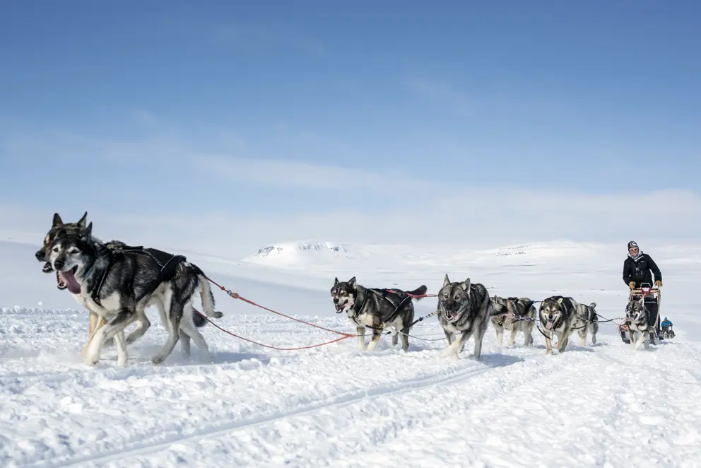 Muonio Finland Husky Tour