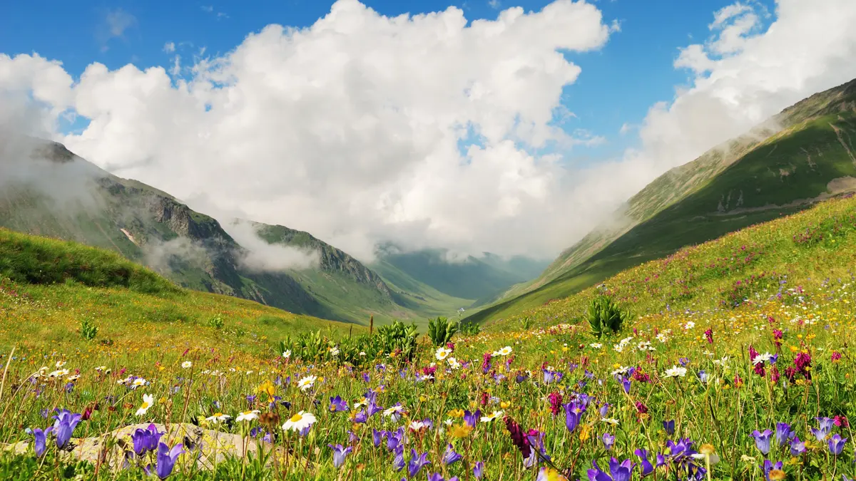 Alpine Flowers