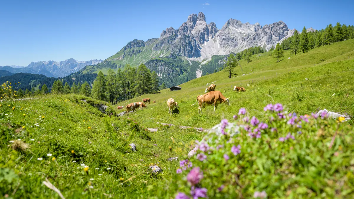 Filzmoos Landscape