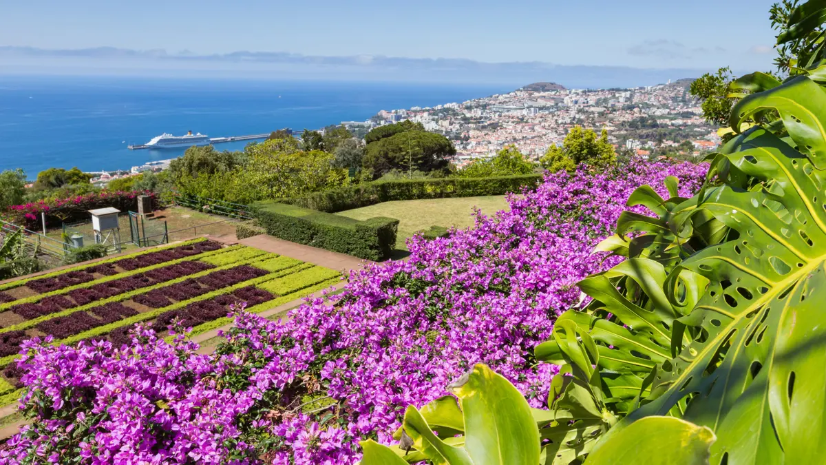 Madeira Flowers