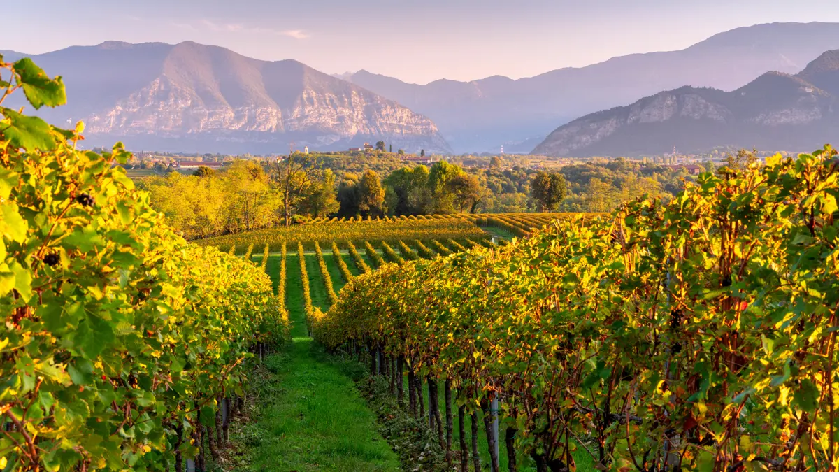 Franciacorta Vineyards, Lake Iseo